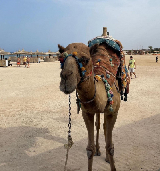 Так должно быть во всех отелях Египта: восторженный отзыв о Марса-Аламе