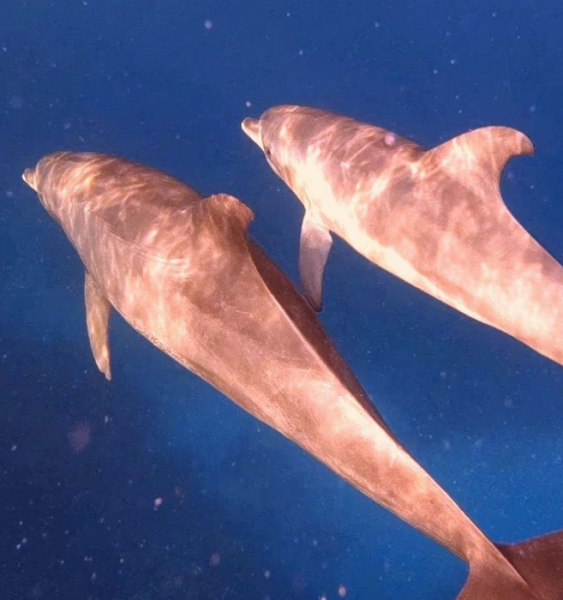 Так должно быть во всех отелях Египта: восторженный отзыв о Марса-Аламе