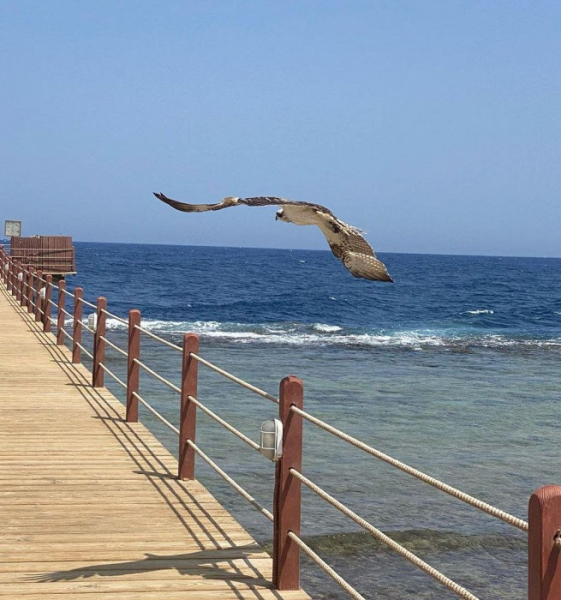 Так должно быть во всех отелях Египта: восторженный отзыв о Марса-Аламе