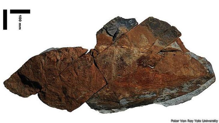 10 гигантских ископаемых животных