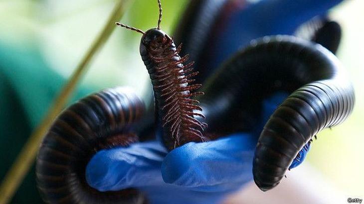 10 гигантских ископаемых животных