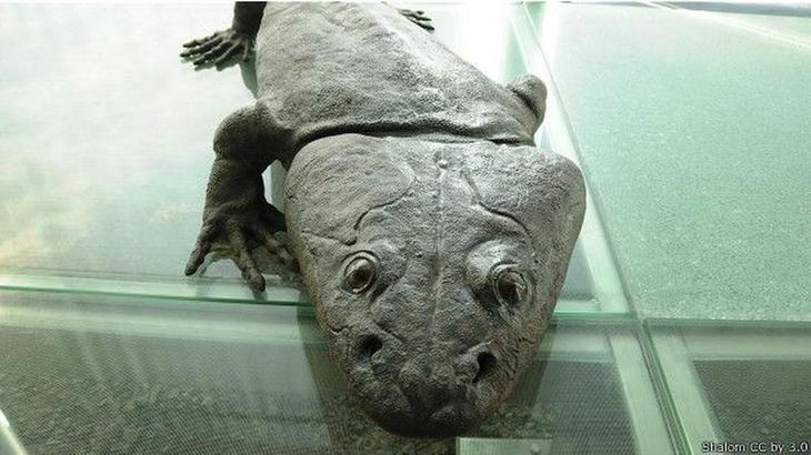 10 гигантских ископаемых животных