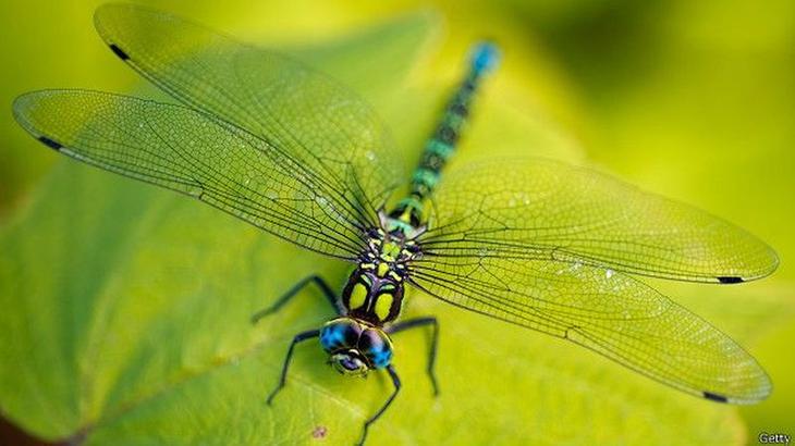 10 гигантских ископаемых животных