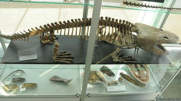 10 гигантских ископаемых животных