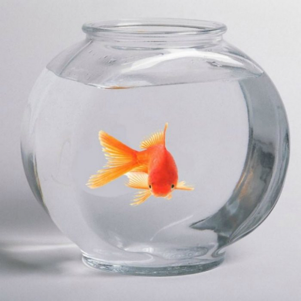 10 самых нелепых и смешных законов в мире