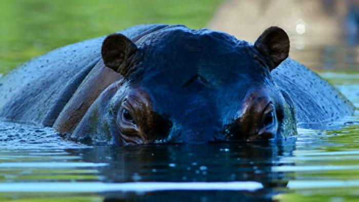 10 самых опасных животных планеты