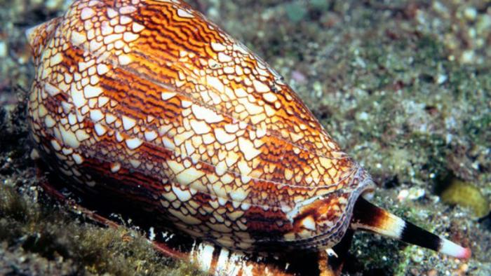 10 самых опасных животных планеты