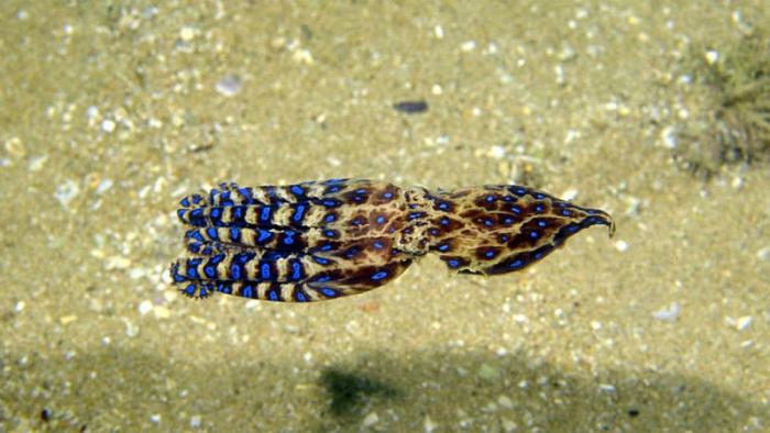 10 самых опасных животных планеты