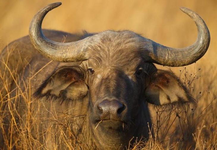 10 смертельно опасных животных, которые на первый взгляд не кажутся таковыми