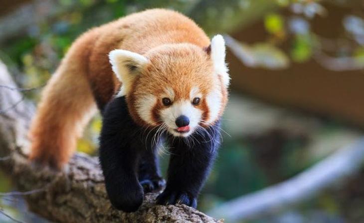 10 смертельно опасных животных, которые на первый взгляд не кажутся таковыми