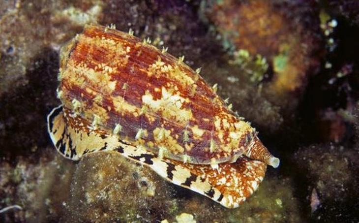 10 смертельно опасных животных, которые на первый взгляд не кажутся таковыми