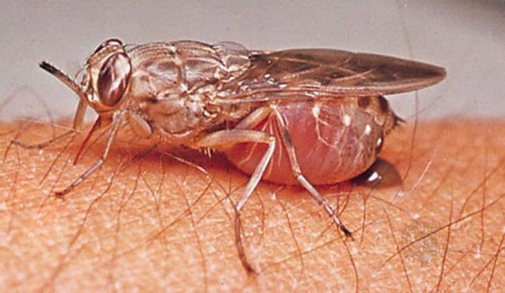 10 смертельно опасных животных, которые на первый взгляд не кажутся таковыми