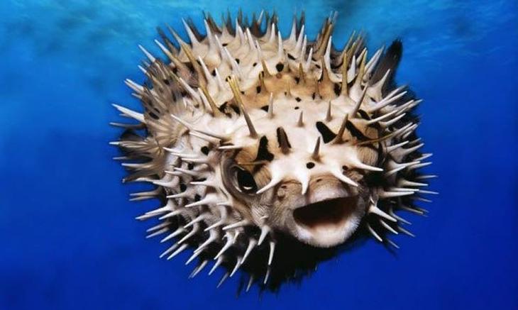 10 смертельно опасных животных, которые на первый взгляд не кажутся таковыми