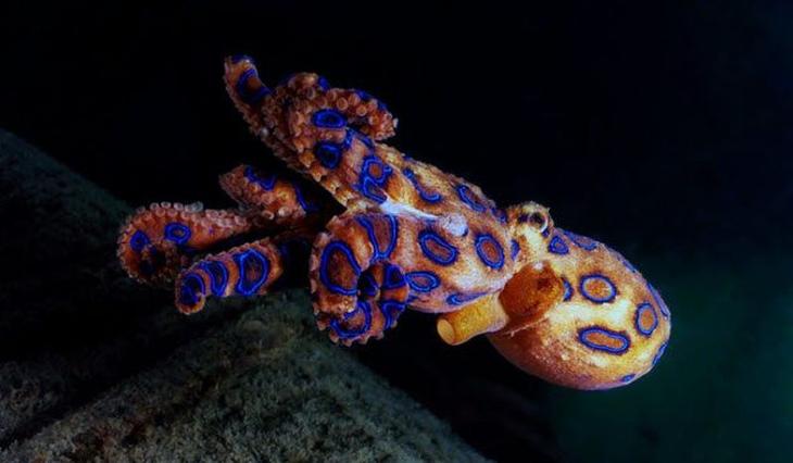 10 смертельно опасных животных, которые на первый взгляд не кажутся таковыми