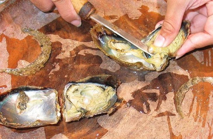 10 видов животных и растений, которых мы поставили на грань исчезновения по личным причинам