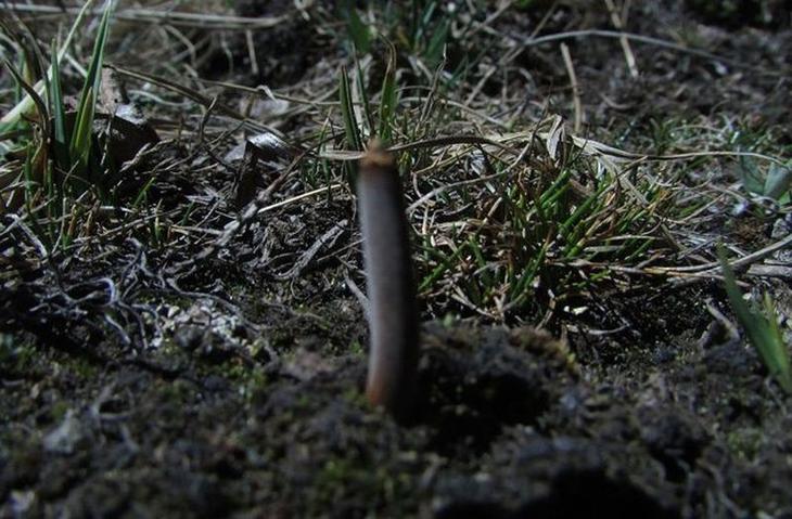 10 видов животных и растений, которых мы поставили на грань исчезновения по личным причинам