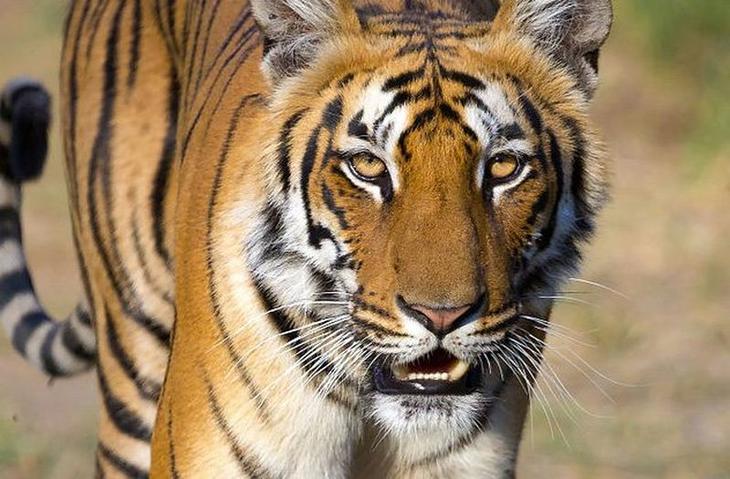 10 видов животных и растений, которых мы поставили на грань исчезновения по личным причинам