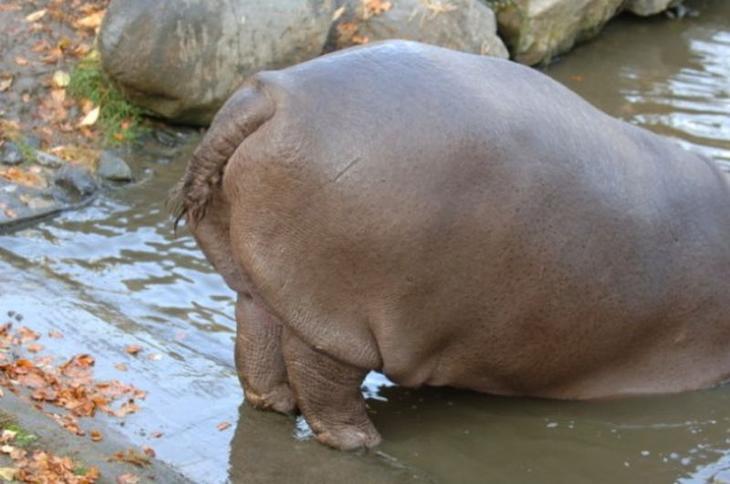 10 животных c необычными способностями