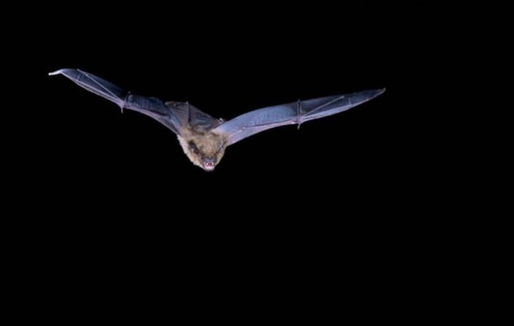 10 животных c необычными способностями