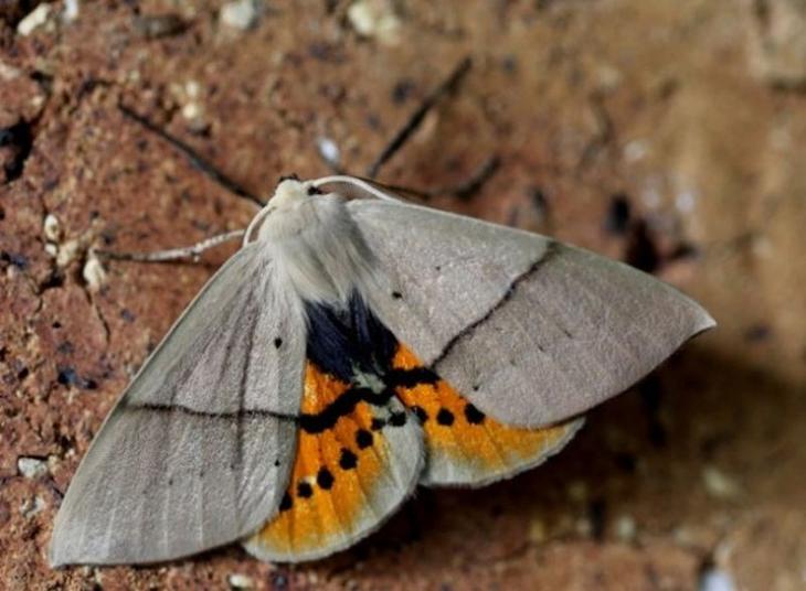 10 животных c необычными способностями