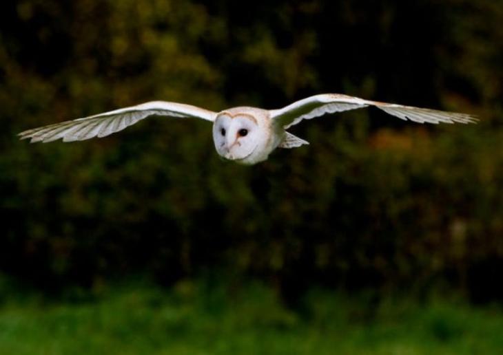 10 животных c необычными способностями