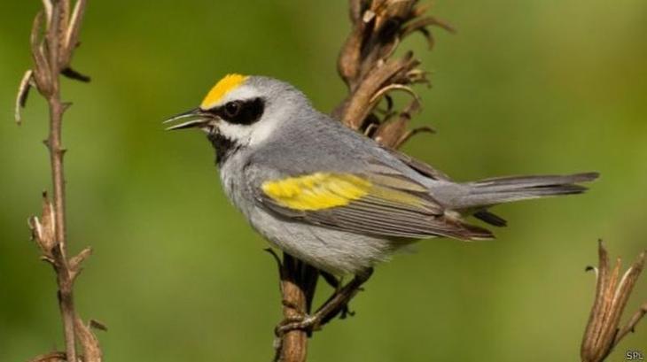 10 животных c необычными способностями