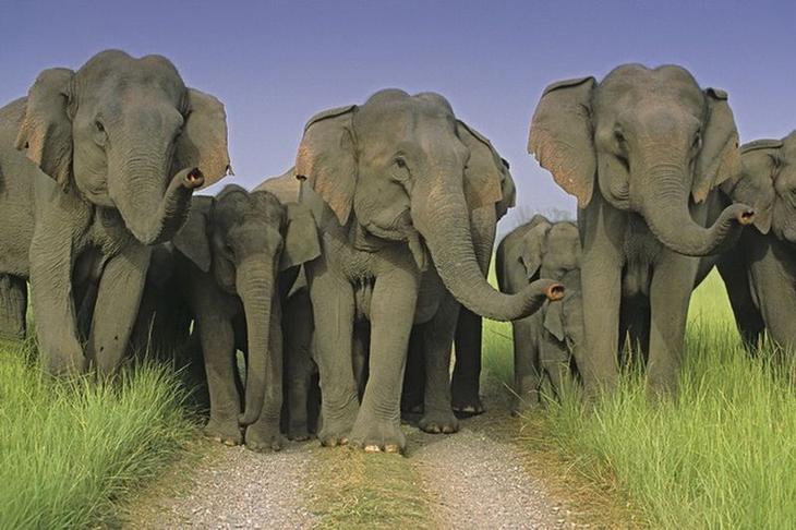 10 животных с удивительно продвинутой социальной жизнью