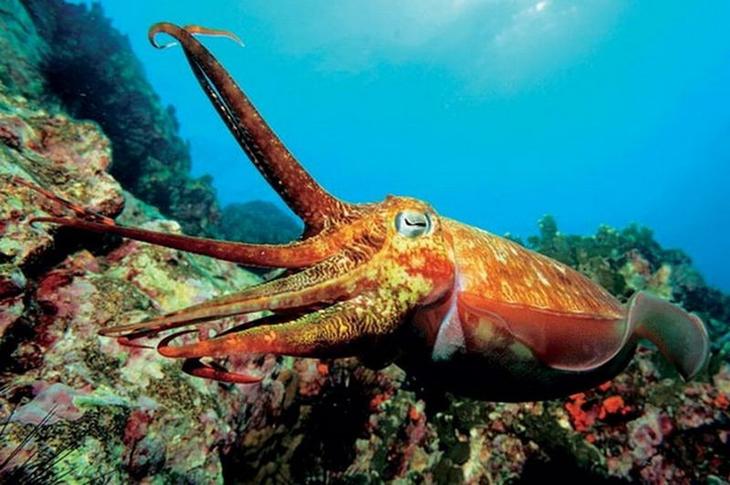 10 животных с удивительно продвинутой социальной жизнью