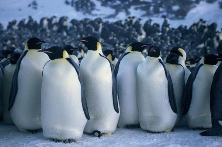 10 животных с удивительно продвинутой социальной жизнью