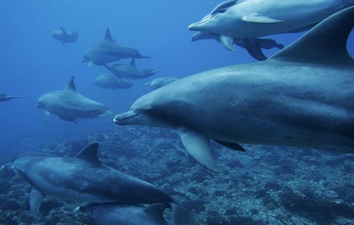 10 животных с удивительно продвинутой социальной жизнью
