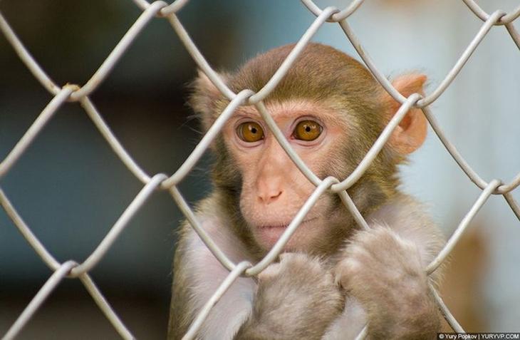 10 животных с удивительно продвинутой социальной жизнью
