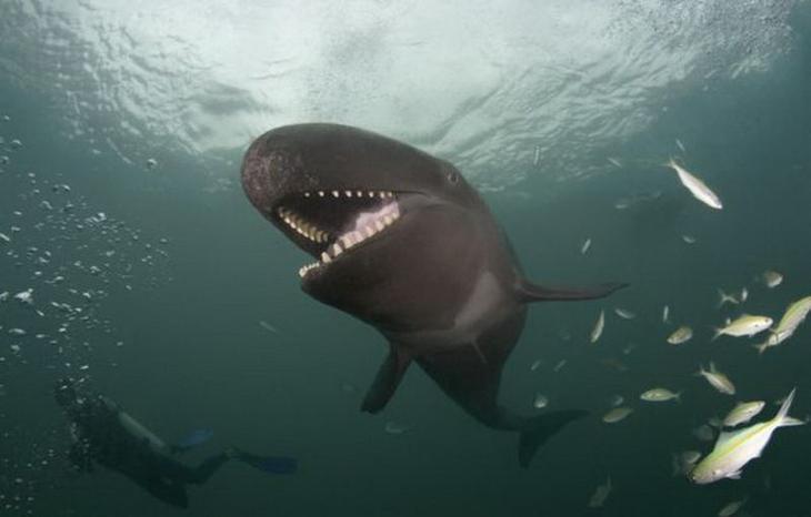 10 животных с удивительно продвинутой социальной жизнью