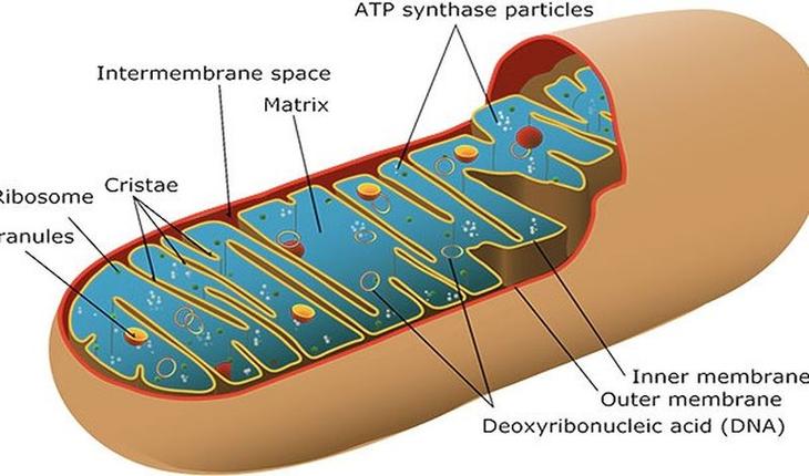 15 биологических отличий между мужчинами и женщинами