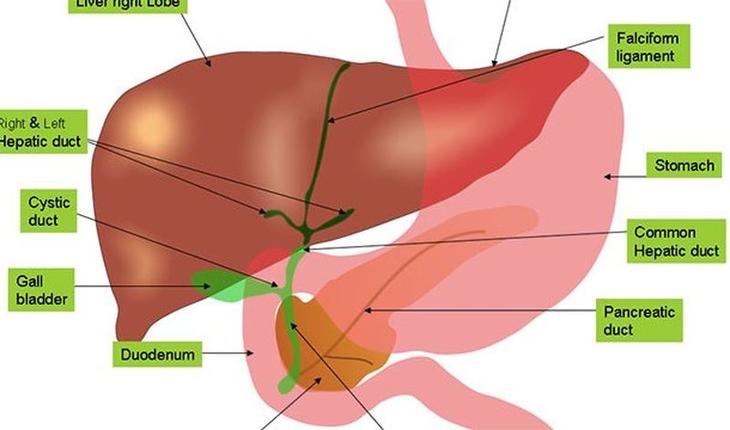 15 биологических отличий между мужчинами и женщинами