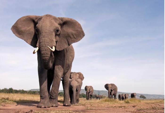 7 животных, которые могут захватить мир