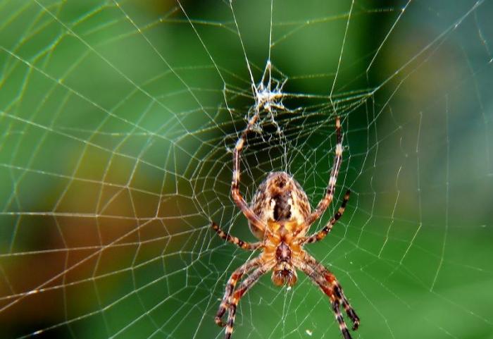 7 животных, которые могут захватить мир