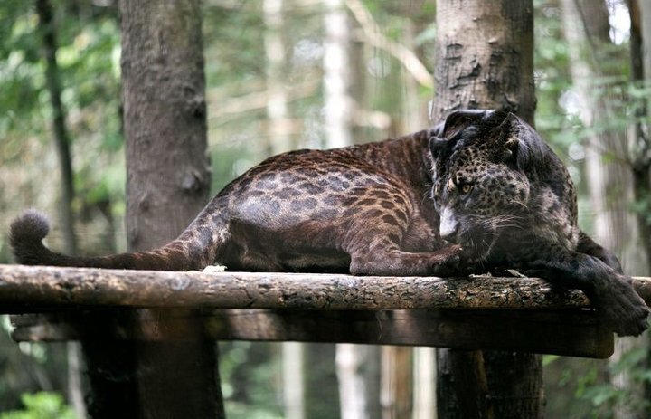 Человеческие эксперименты: невероятные гибриды животных