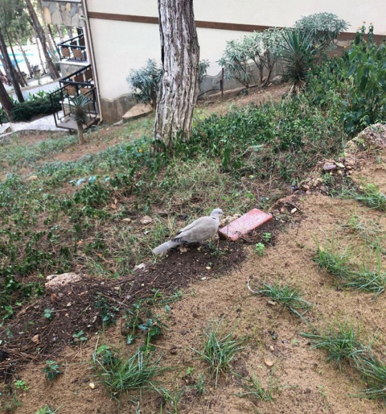 Мокрицы, литры апероля и физические нагрузки: противоречивый отзыв об отдыхе в Аланье