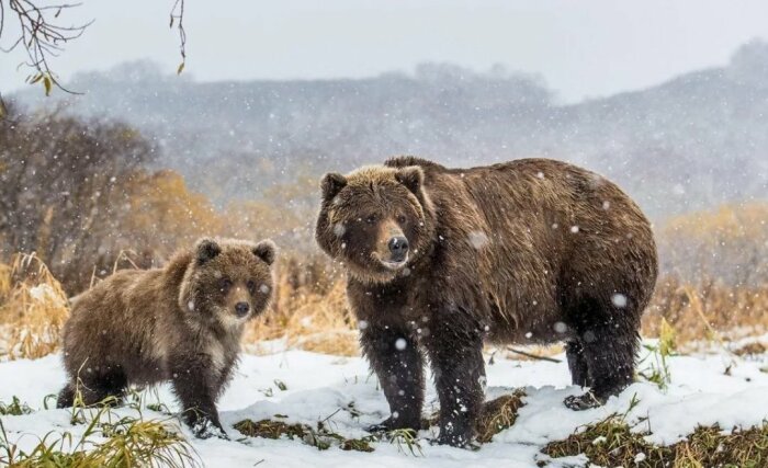 Почему медведи просыпаются зимой, или 5 фактов о медведях-шатунах