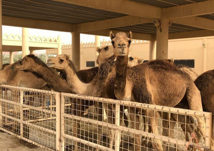 «Софт все включено», полная безопасность и ухоженные верблюды: восторженный отзыв о Бахрейне