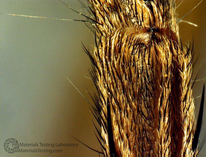 10 уникальных чувств животных, которые не развиты у человека