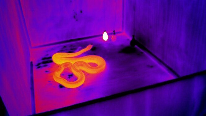 10 уникальных чувств животных, которые не развиты у человека