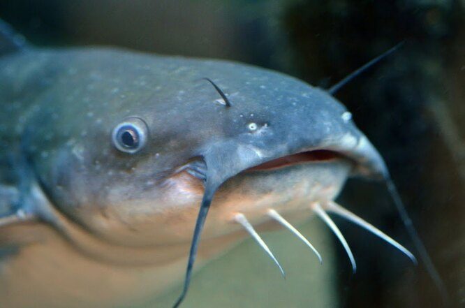 10 уникальных чувств животных, которые не развиты у человека