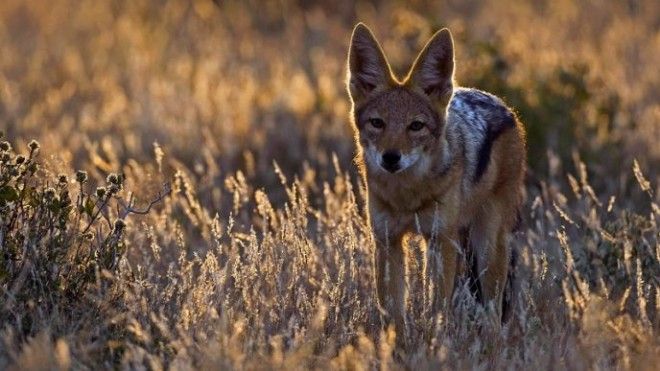 13 невероятных фактов, в которые верится с трудом