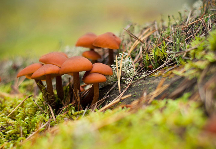 17 удивительных фактов о грибах