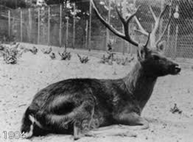 20 видов животных, вымерших в результате человеческой деятельности