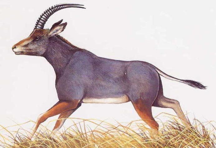 20 видов животных, вымерших в результате человеческой деятельности