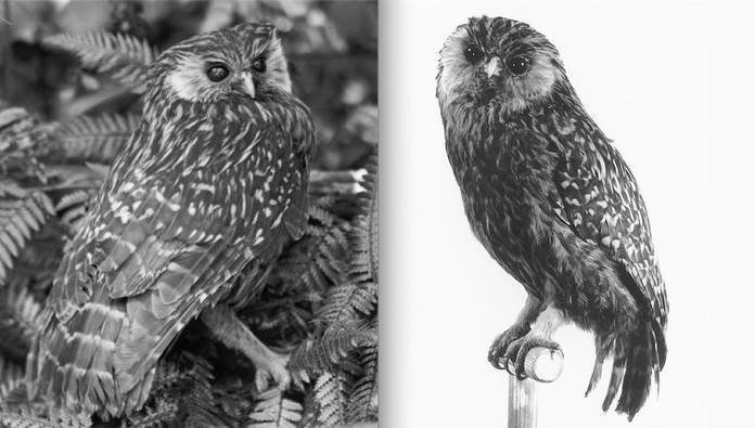 20 видов животных, вымерших в результате человеческой деятельности