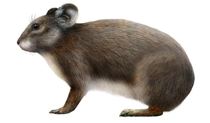 20 видов животных, вымерших в результате человеческой деятельности