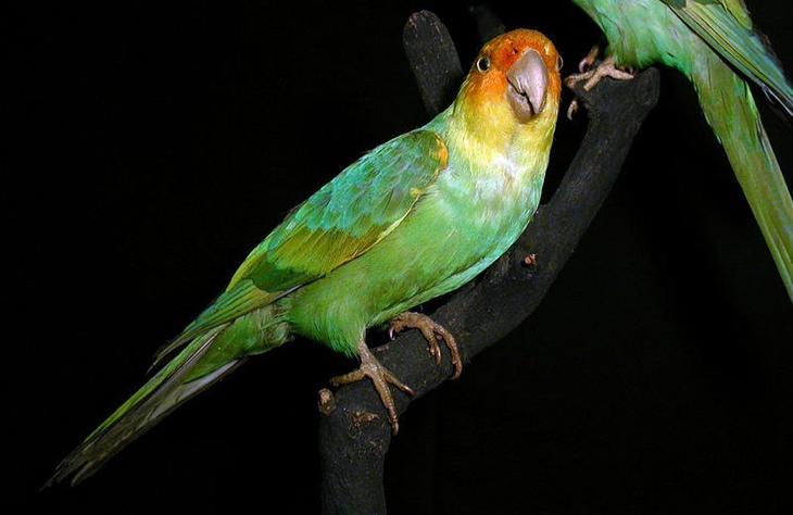 20 видов животных, вымерших в результате человеческой деятельности